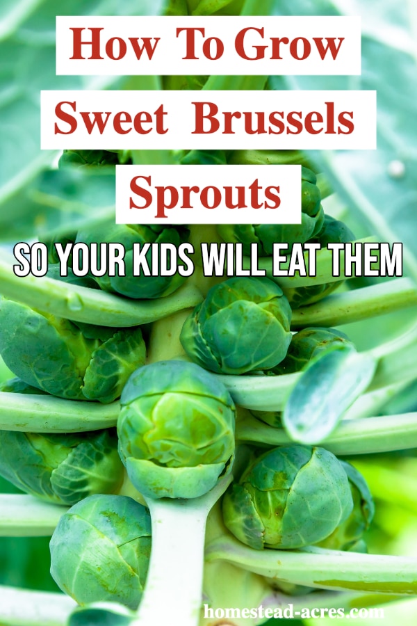 How To Grow Sweet Brussels Sprouts text overlaid on a photo of a brussel sprout plant