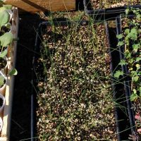 How To Harden Off Plants And Seedlings