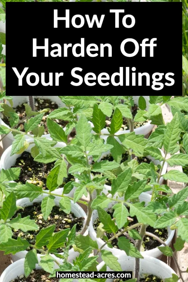 How To Harden Off Your Seedlings text overlaid on a photo of tomato seedlings.