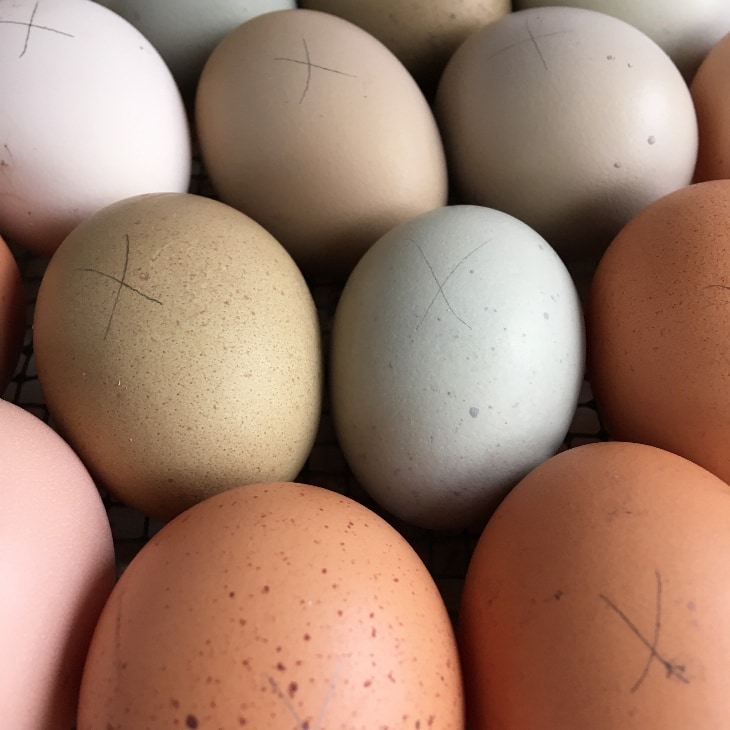 How To Incubate Chicken Eggs - multicolored chicken eggs in an incubator