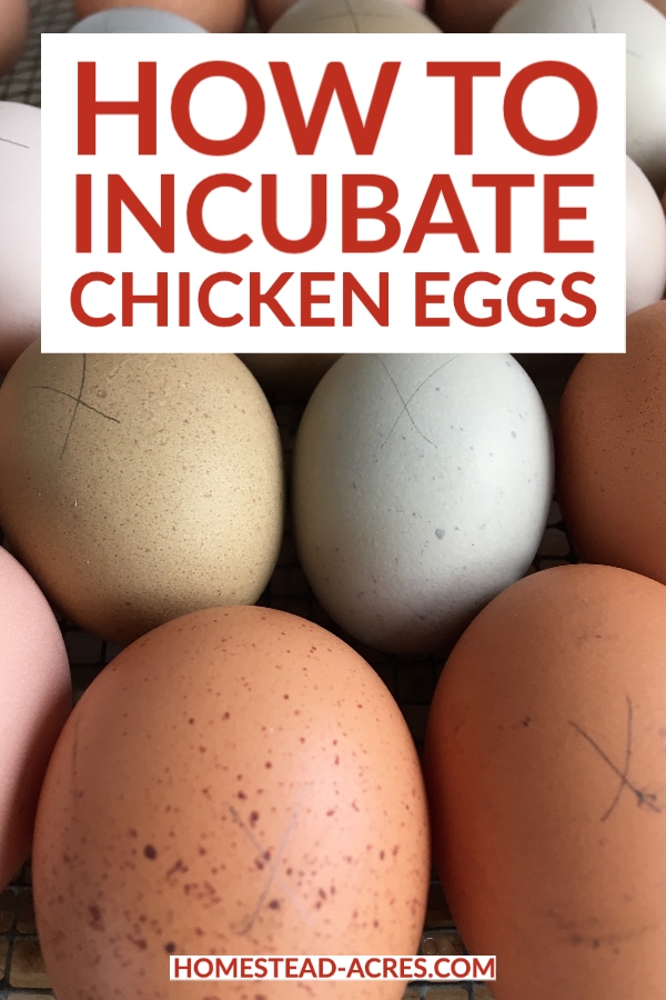 How To Incubate Chicken Eggs text overlaid on a photo of eggs in a incubator.