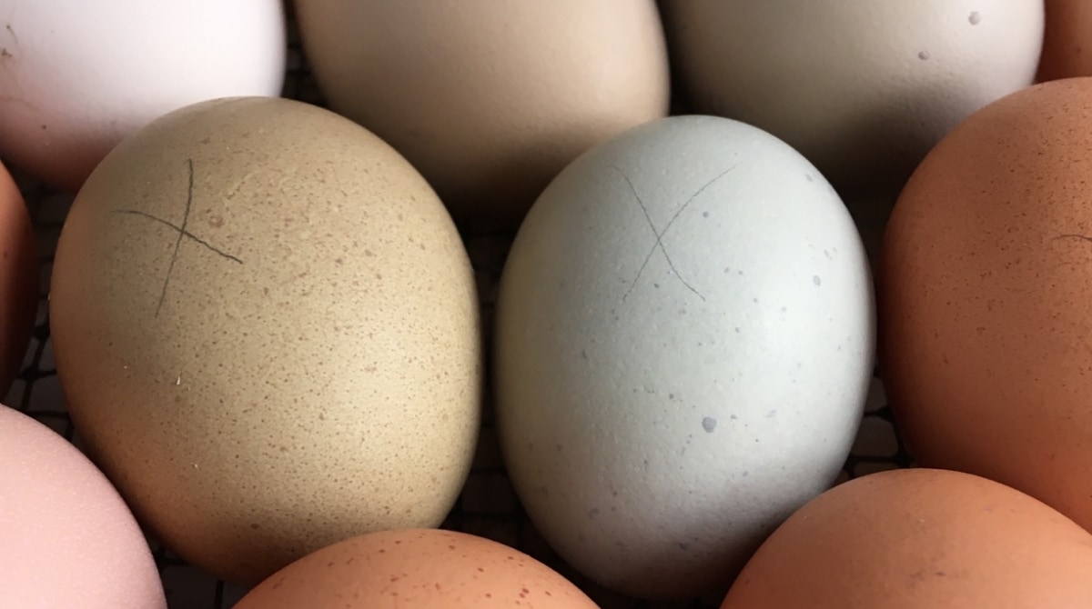 How To Incubate Chicken Eggs Step By Step - Homestead Acres