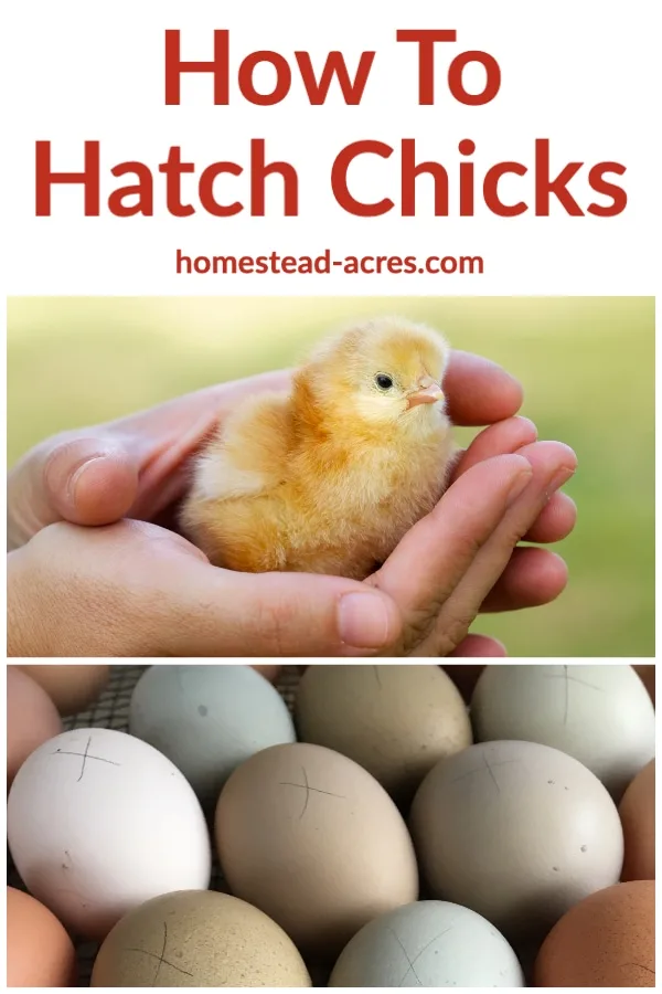 How to Hatch Chicks text overlaid on a photo collage of chicken eggs and a baby chick