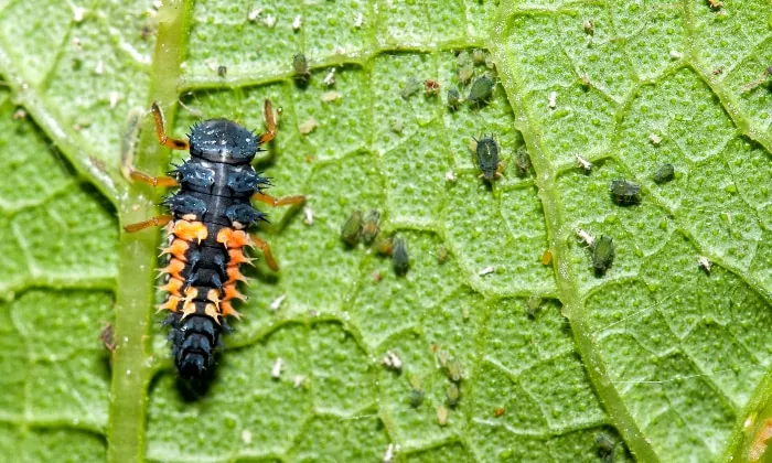 Ladybug larva eating aphids on a leaf.