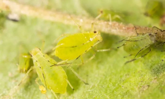 Light green aphids feeding on the underside of a leaf.