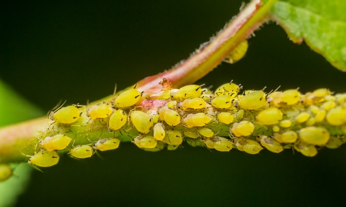 Yellow aphids feeding on a stem.