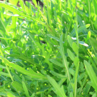 Arugula greens growing in the garden