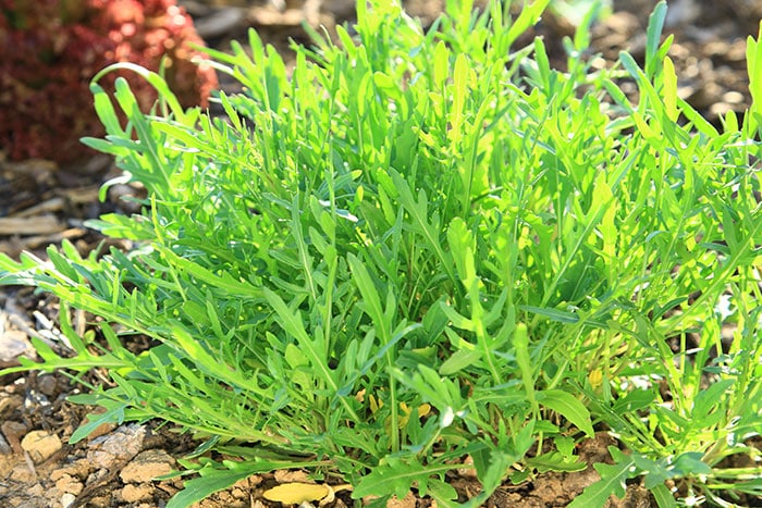 Arugula growing in the spring garden.