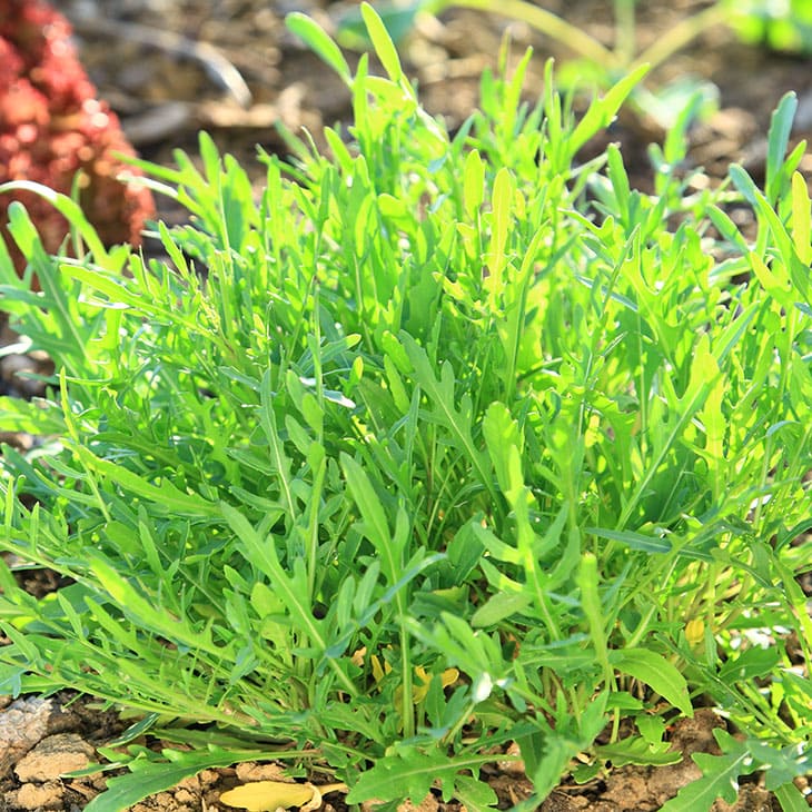 How To Grow Arugula - organic arugula plant growing in the garden