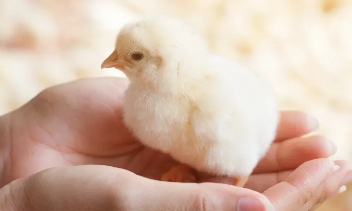 A newly hatched yellow chick held in a womans hands. 
