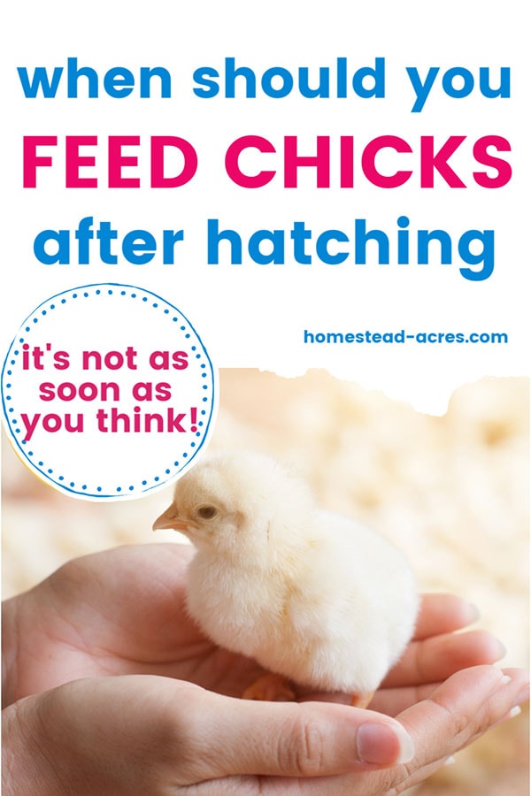 When should you feed chicks after hatching text overlaid on a photo of a yellow chick being held in a woman's hands.