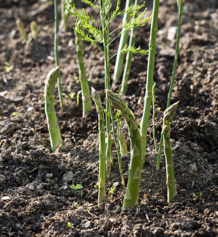 Asparagus growing in the early summer garden.