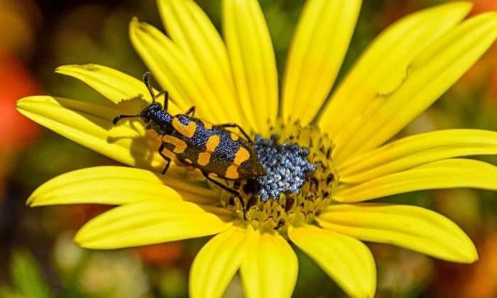 Black and orange blister beetle.