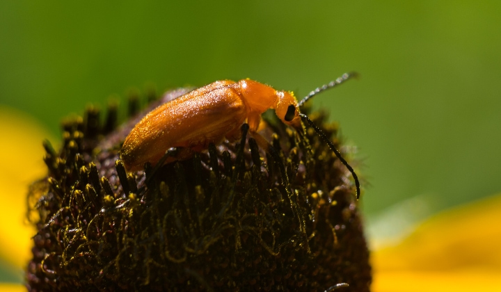 Brown blister beetle on a flower.