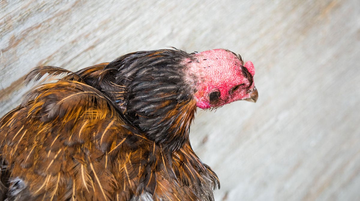 Chickens Molting Everything You Need To Help Your Hens Homestead Acres