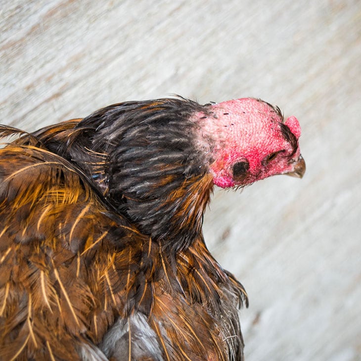 Chickens Molting Everything You Need To Help Your Hens Homestead Acres