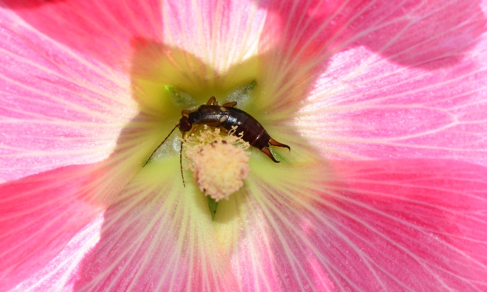Earwig hiding inside a flower.