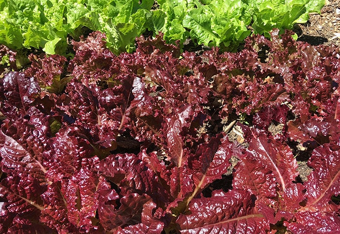 Red leaf lettuce growing in the garden with green lettuc in the background.