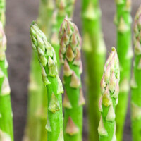 Close up photo of asparagus spears growing.