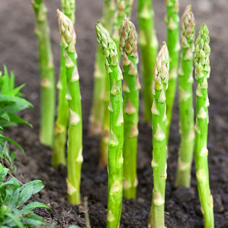 Asparagus growing in the garden and ready to harvest.