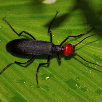 Close up photo of a black blister beetle with a red head on a green leaf.
