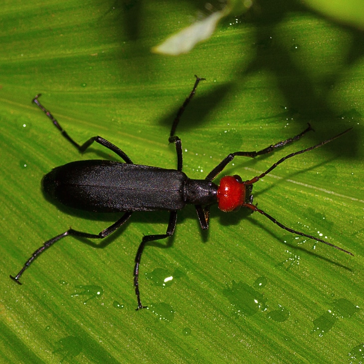 Black and red blister beetle on a green leaf.