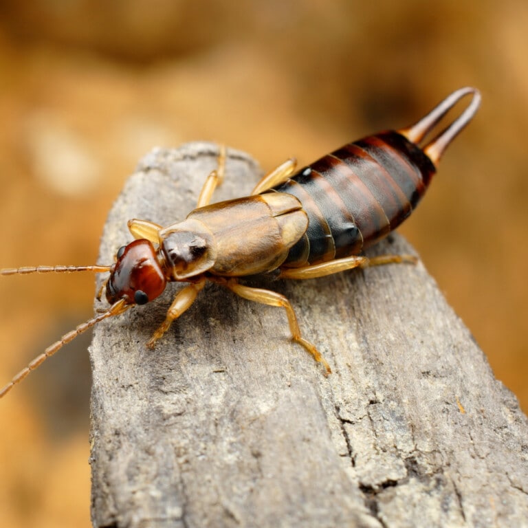 Brown earwig crawling on a wooden fence.