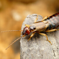Close up photo of a brown earwig on a fence post outside.