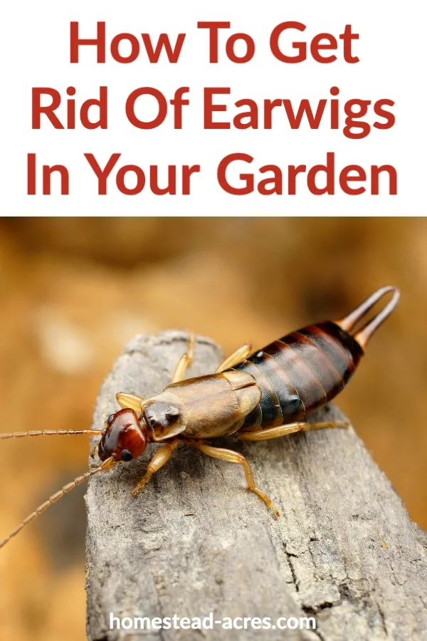 How To Get Rid Of Earwigs In Your Garden 2.jpg