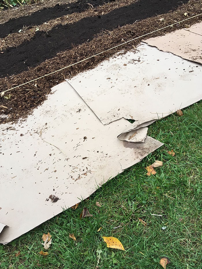 String line marking the edge of the next garden bed.