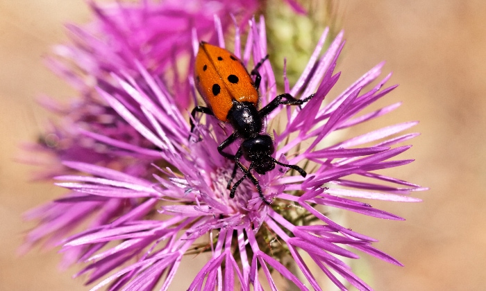 Orange blister beetle with black spots.