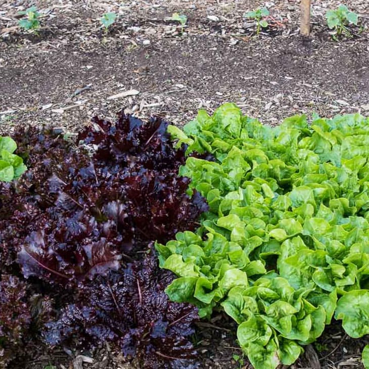 Choosing the best vegetable garden location