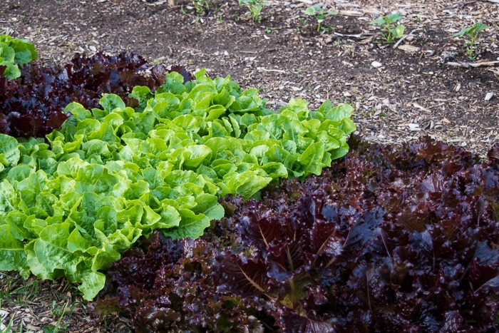 Red and green lettuce growing in a no-dig garden bed with cucumber seedlings in the background.