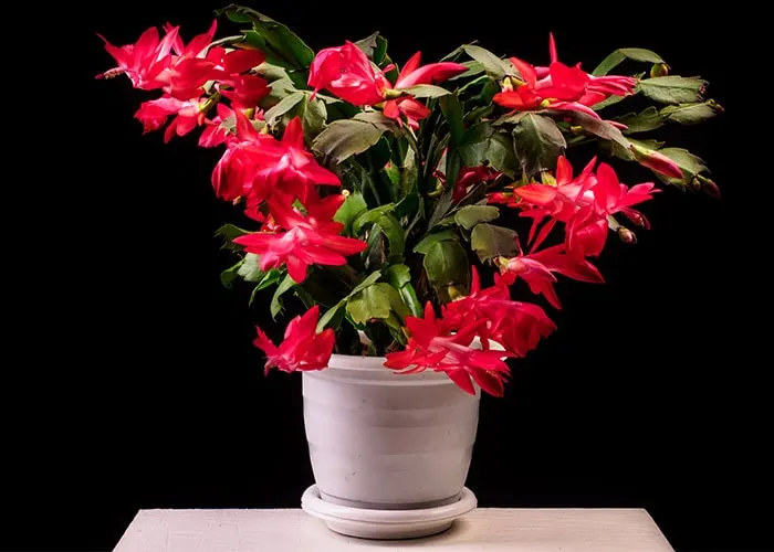 Red Christmas cactus in bloom.