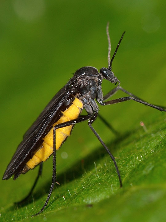 Adult fungus gnat sitting on a leaf.