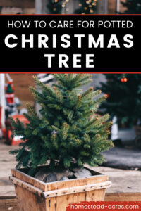 How To Care For Your Potted Christmas Tree