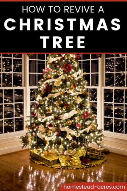How To Revive A Christmas Tree