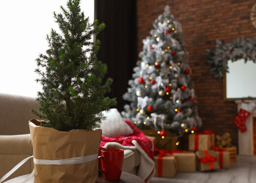 How To Care For Your Potted Christmas Tree