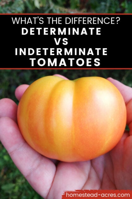 Determinate vs. Indeterminate Tomatoes What’s The Difference And How To ...