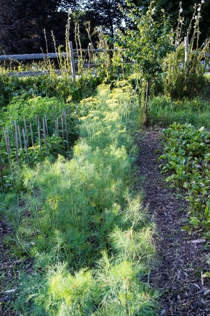 How To Grow Dill Homestead Acres