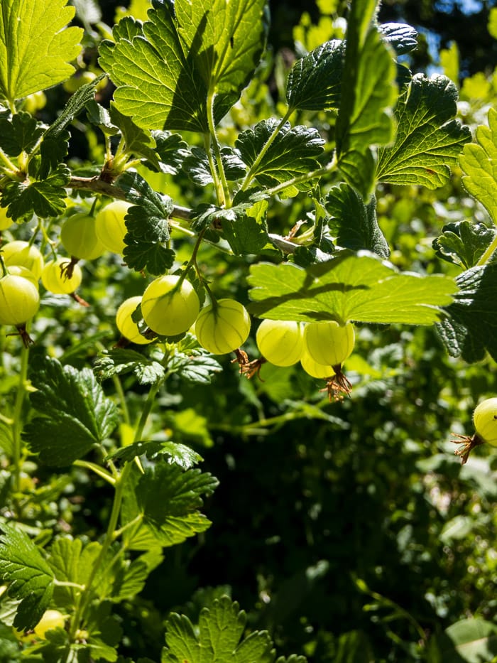 How To Grow Gooseberries Homestead Acres