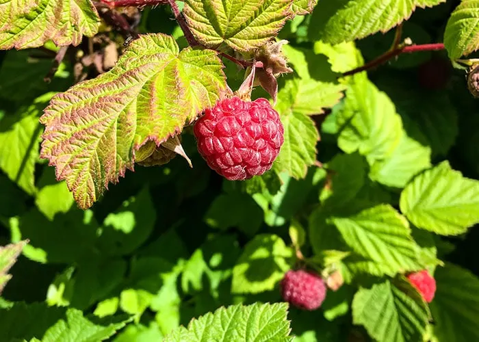 Red raspberries ready to harvest.