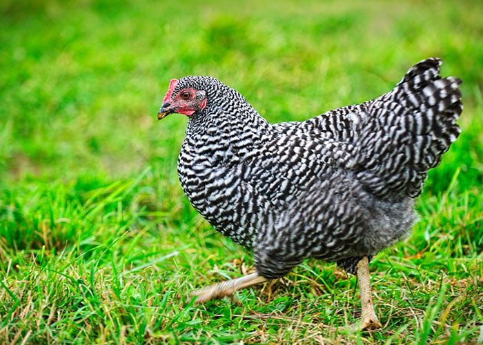 Black and white hen walking in the grass.