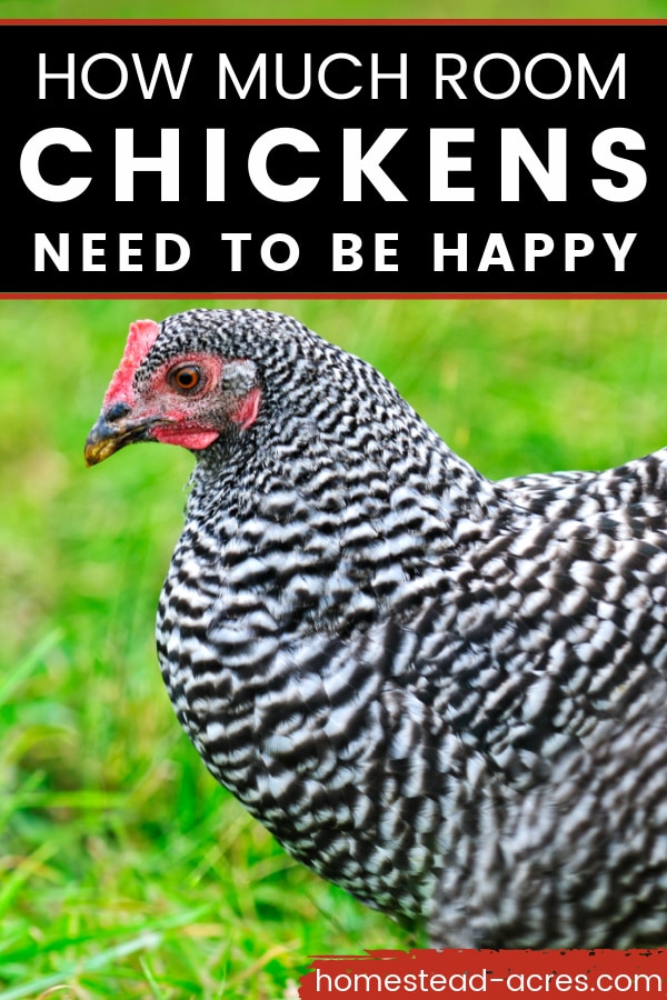 Barred rock hen outside. Text overlay says How Much Room Chickens Need To Be Happy.