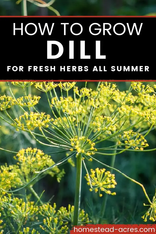 Growing Dill
