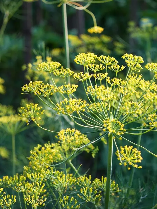 Yellow dill flowers.