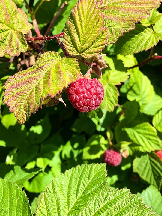 How To Tell When A Pumpkin Is Ripe Plus Easy Harvesting Tips