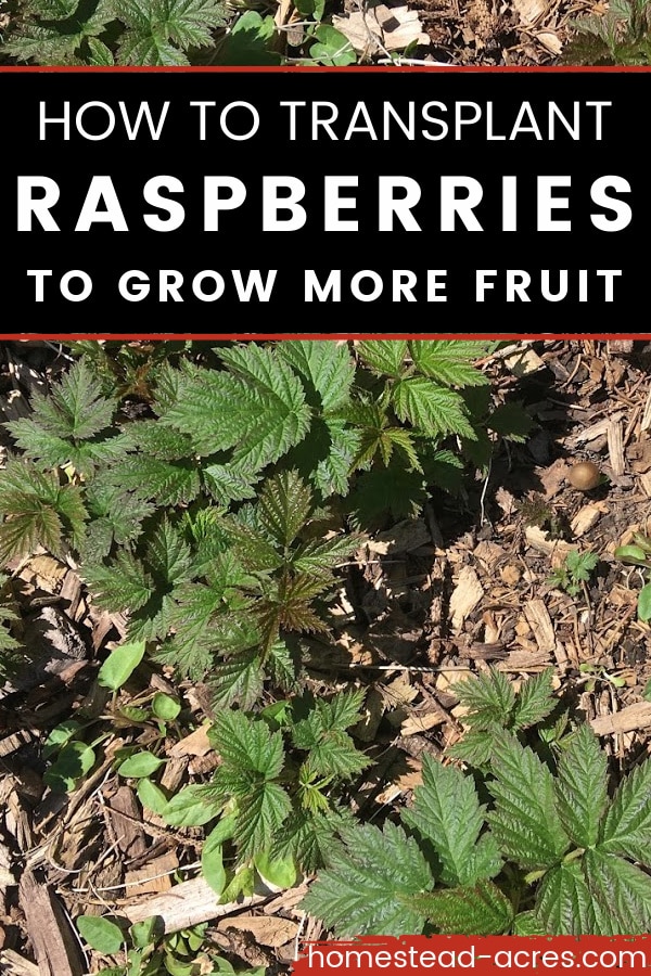 Raspberry suckers growing in mulch. Text overlay says How To Transplant Raspberries To Grow More Fruit.