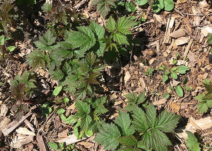 Raspberry suckers growing in mulch.