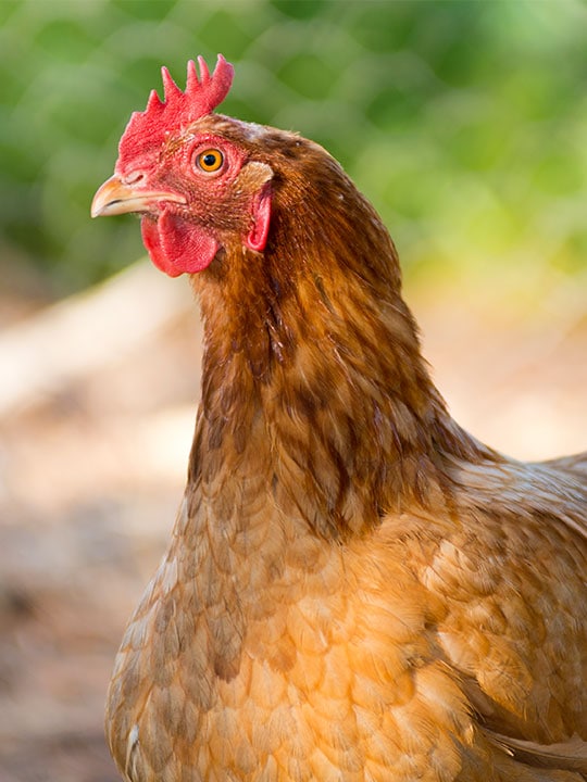 Red hen outside.